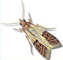 Indian Meal Moth